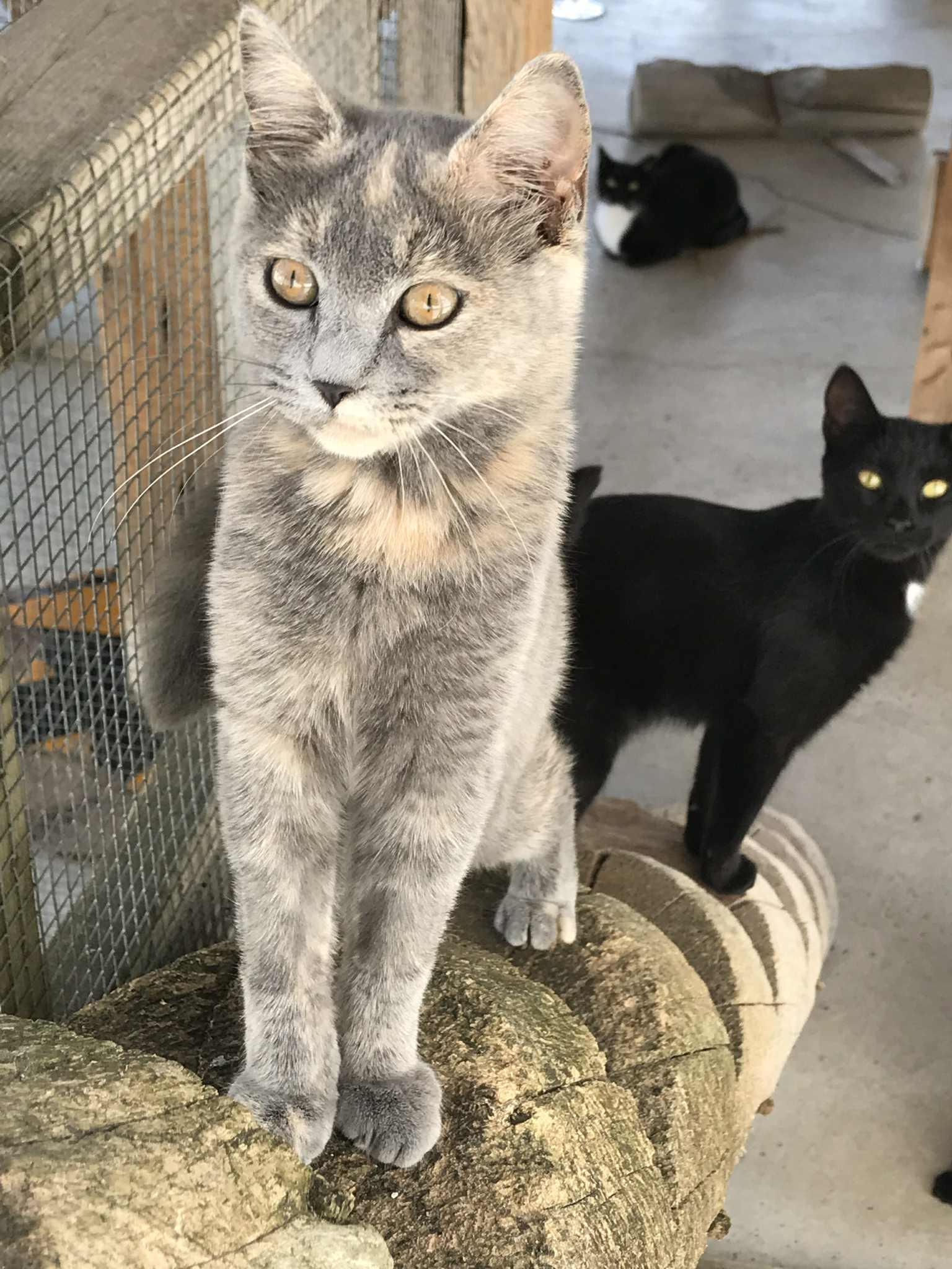 Enlarge Rye, a Adoptable Domestic Short Hair in Arthurette, NB image 1/3