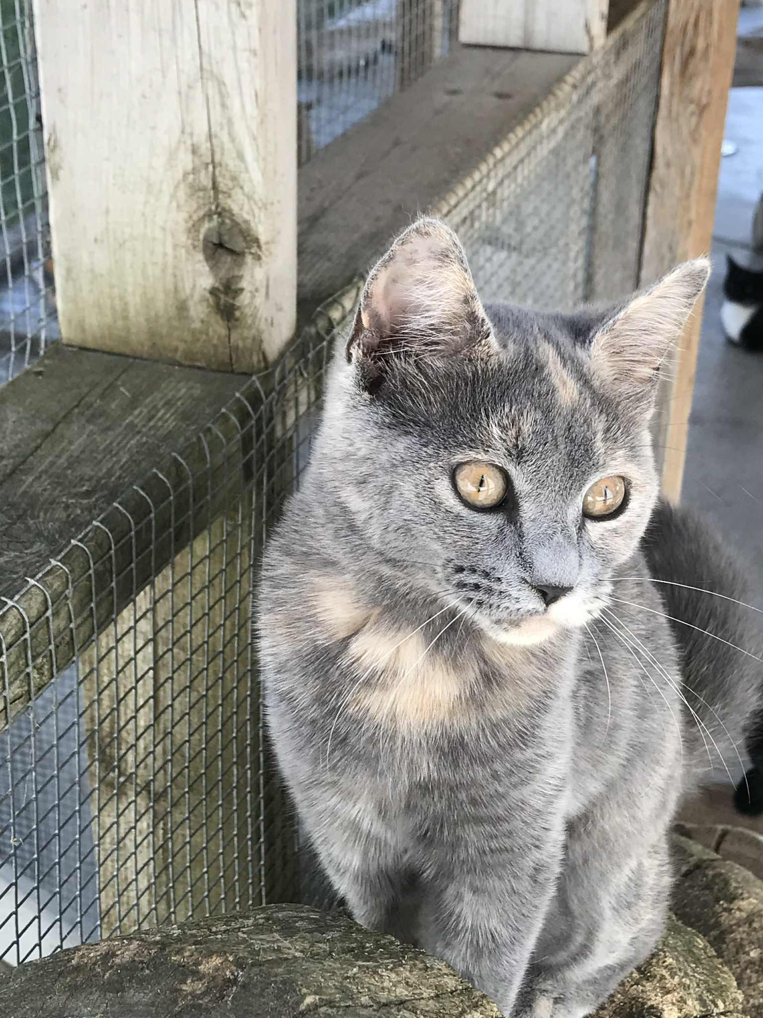 Enlarge Rye, a Adoptable Domestic Short Hair in Arthurette, NB image 3/3