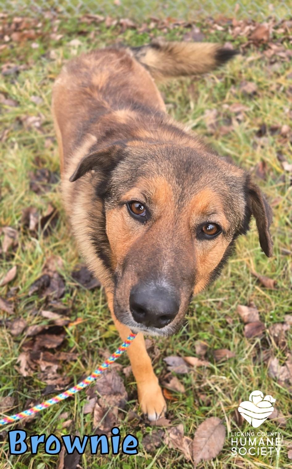 Enlarge Brownie, a ADOPTABLE mixed breed in Heath, OH image 1/1