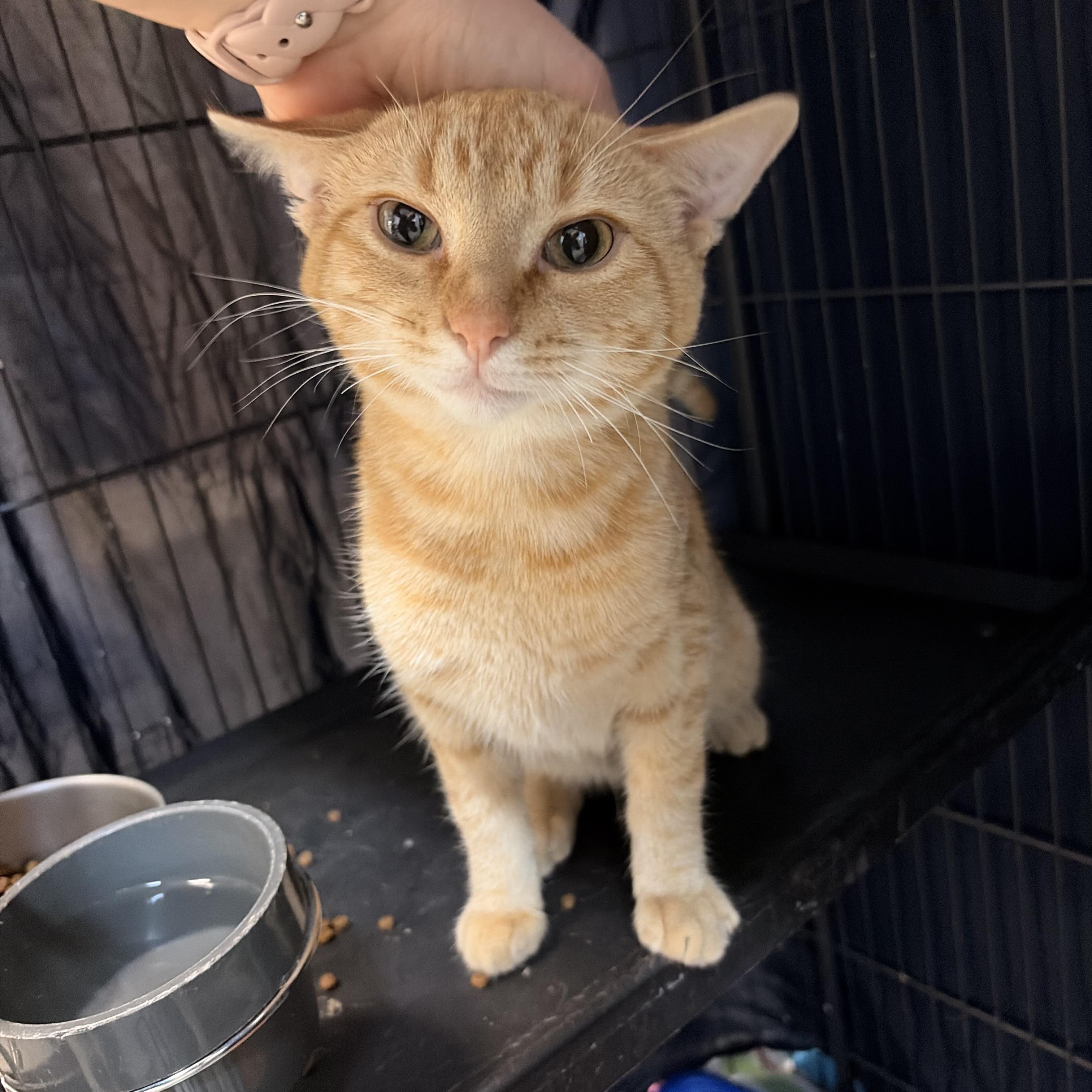 Enlarge Aster, a ADOPTABLE Domestic Short Hair in Saint Charles, MO image 1/3