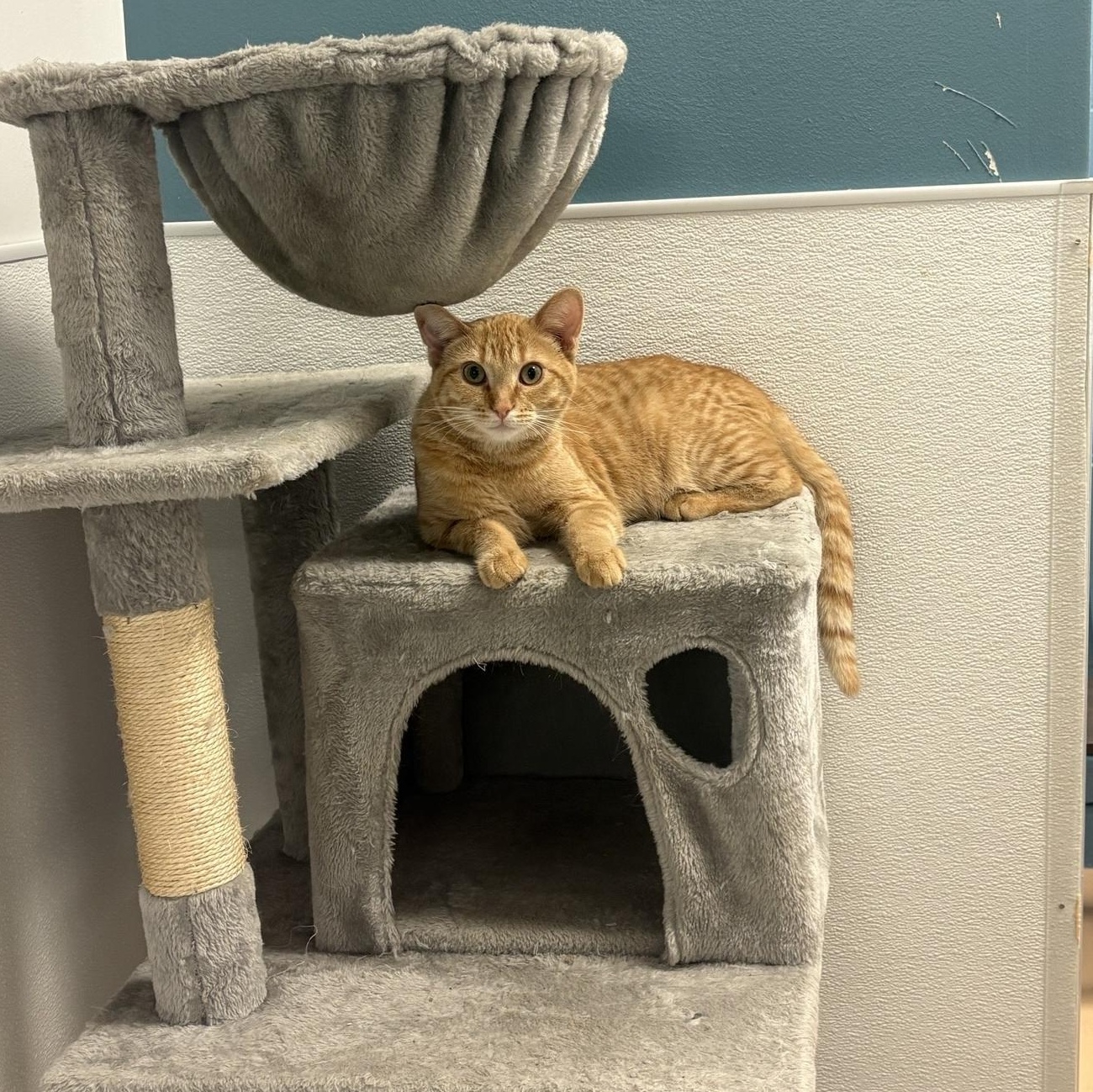 Aster, an adoptable Domestic Short Hair in Saint Charles, MO image 1/4