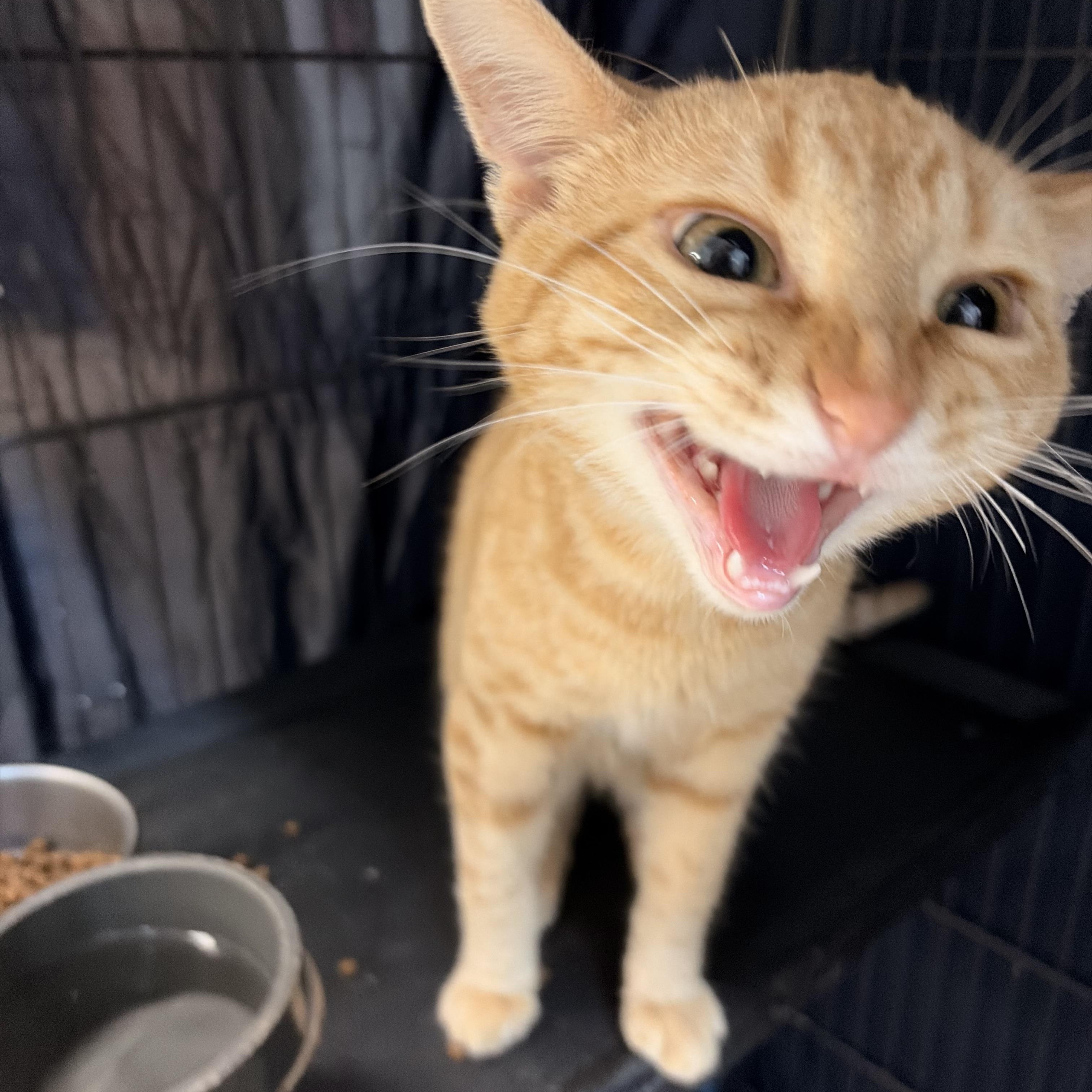 Enlarge Aster, a ADOPTABLE Domestic Short Hair in Saint Charles, MO image 2/3