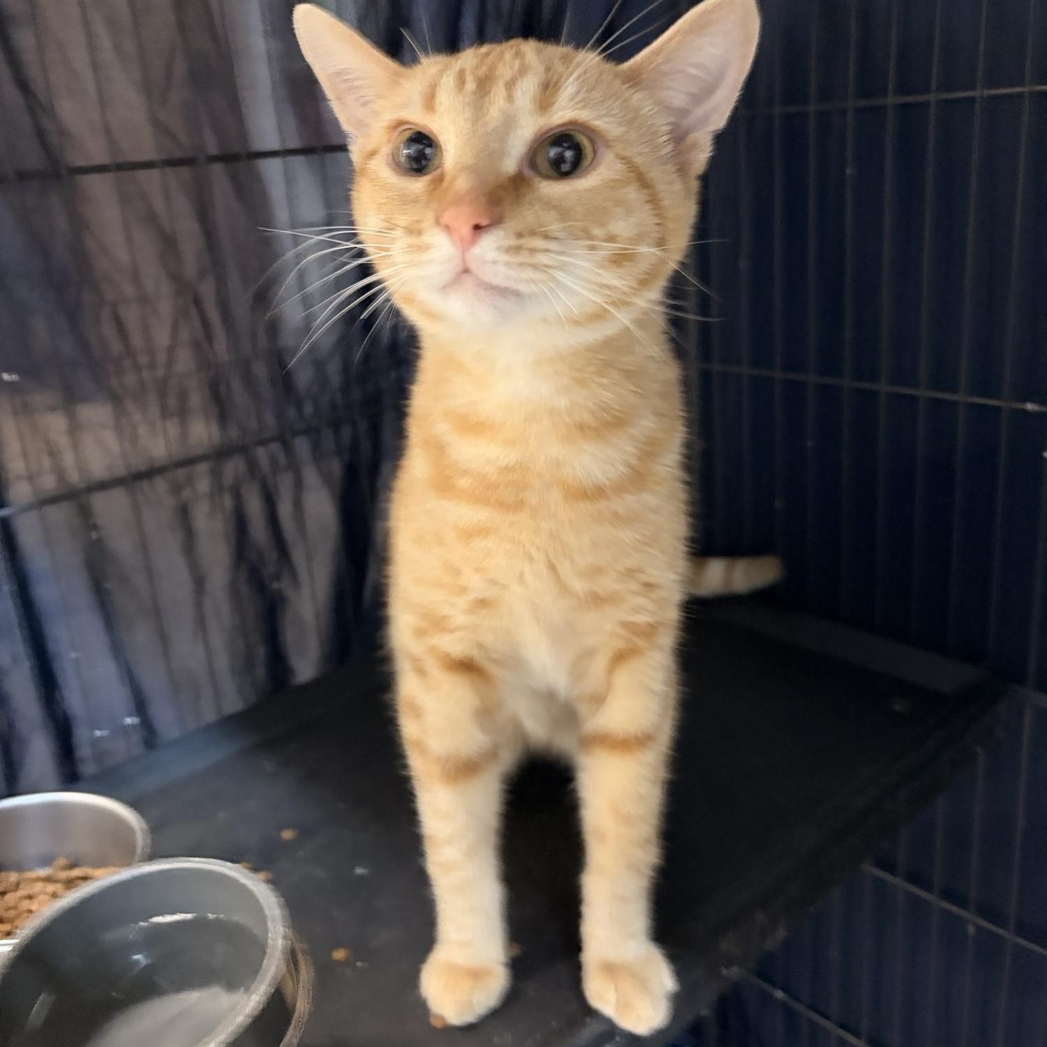 Enlarge Aster, a ADOPTABLE Domestic Short Hair in Saint Charles, MO image 3/3