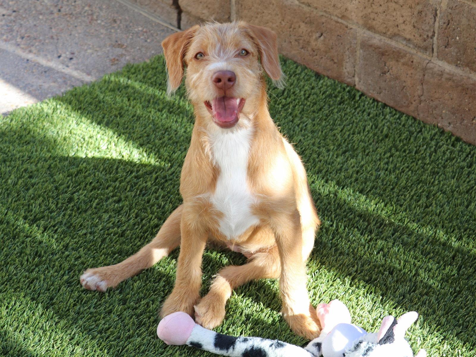 Enlarge Pearl, a Adoptable Pit Bull Terrier in Mission Viejo, CA image 2/3