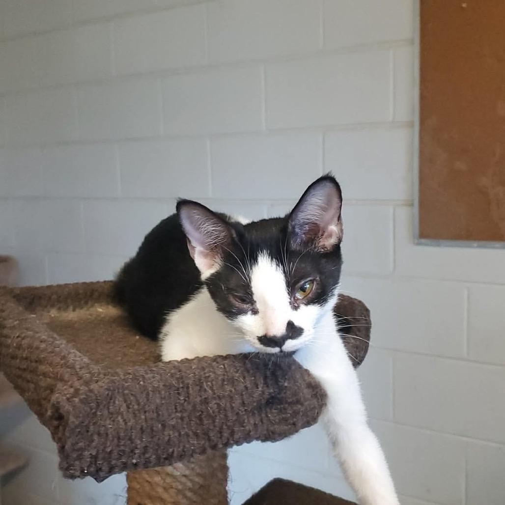 Enlarge Maggie, a Adoptable Domestic Short Hair in Eufaula, AL image 1/4