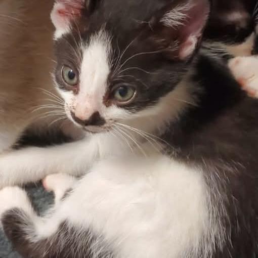 Enlarge Maggie, a Adoptable Domestic Short Hair in Eufaula, AL image 4/4
