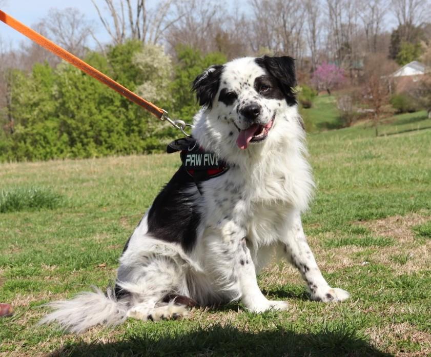 Enlarge Luka, a ADOPTABLE mixed breed in Virginia Beach, VA image 2/6