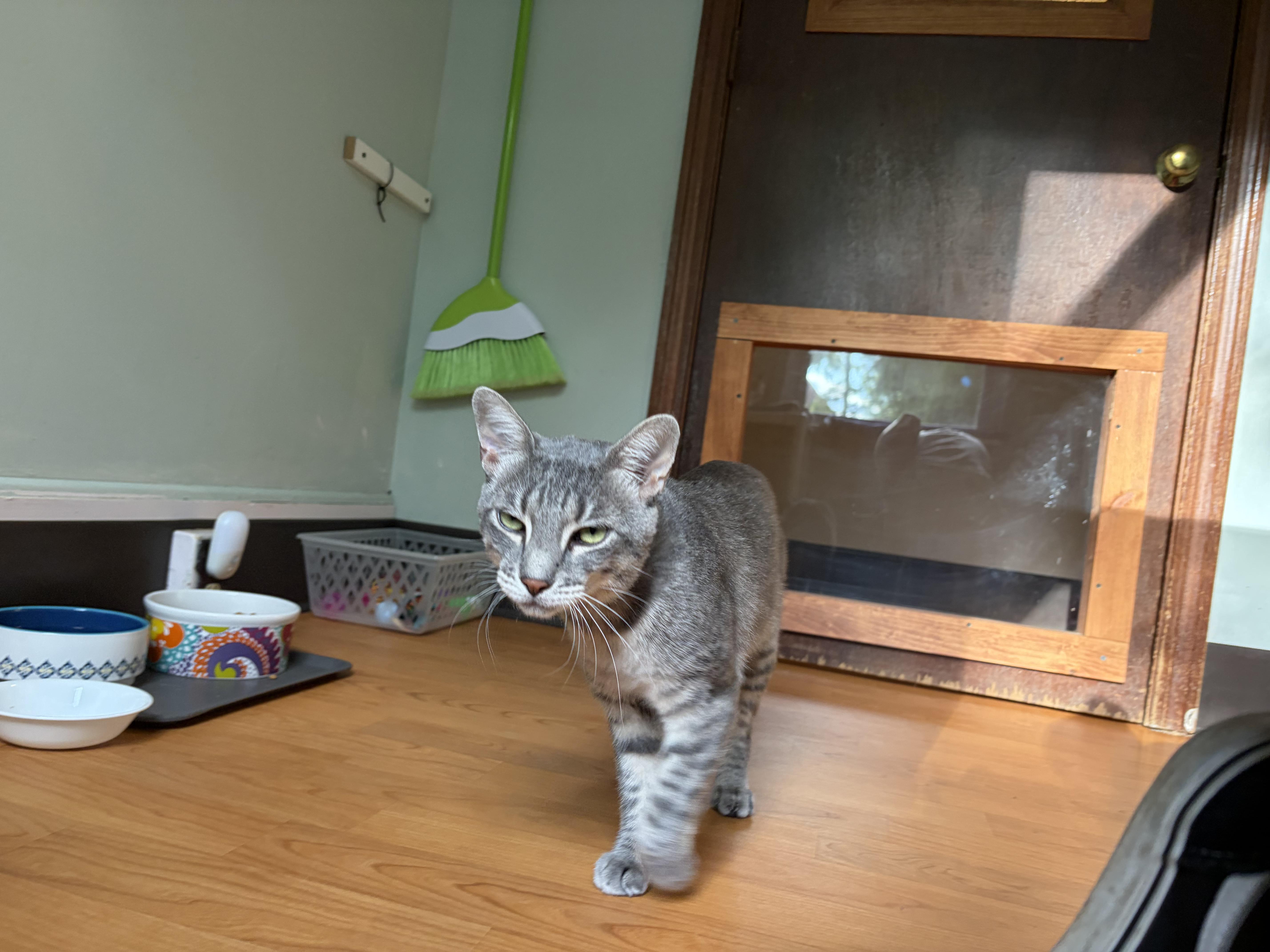 Sammi & Tiger (Bonded), a ADOPTABLE Domestic Short Hair in New Britain, CT image 3/6