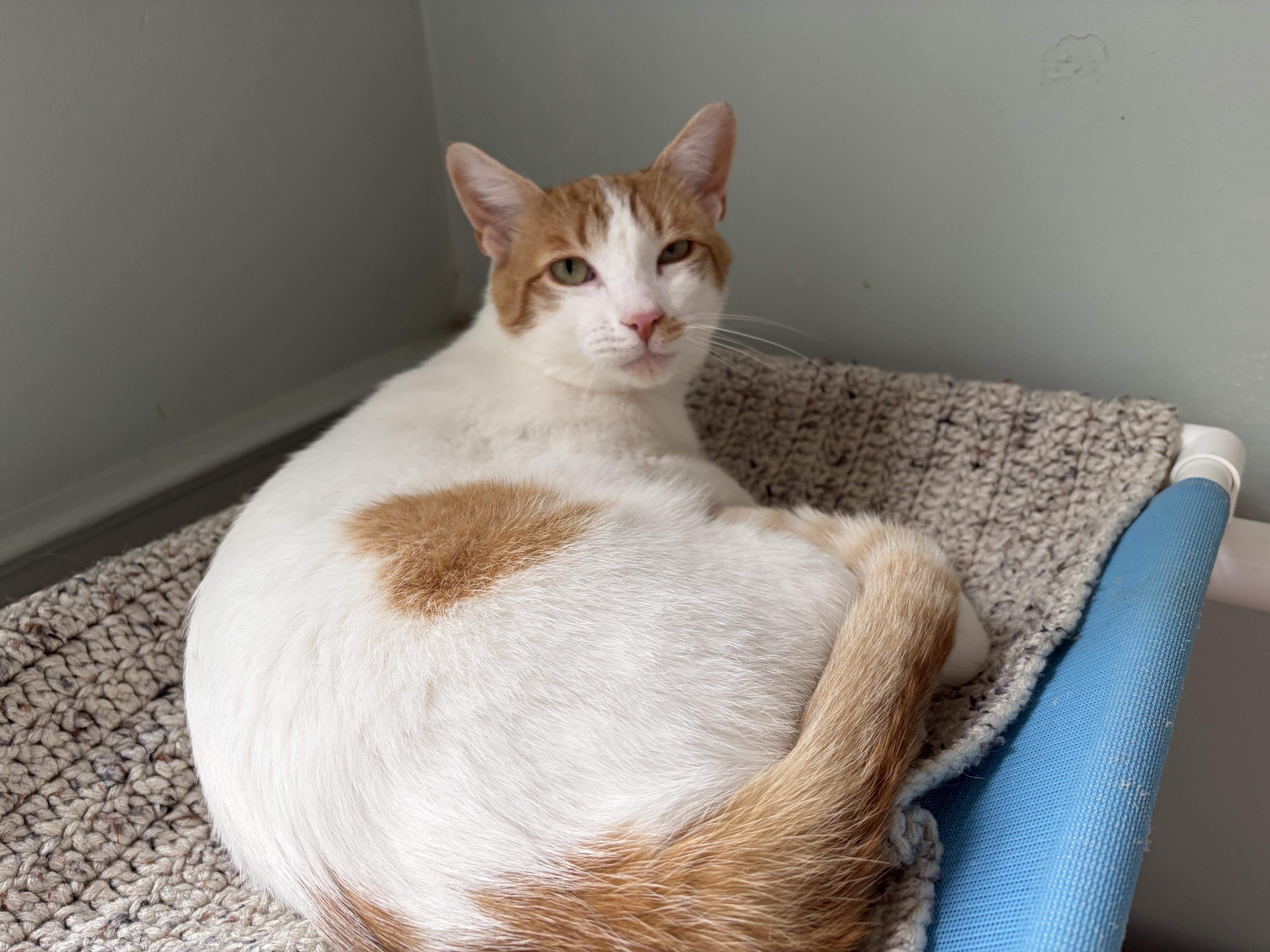 Sammi & Tiger (Bonded), a ADOPTABLE Domestic Short Hair in New Britain, CT image 2/6