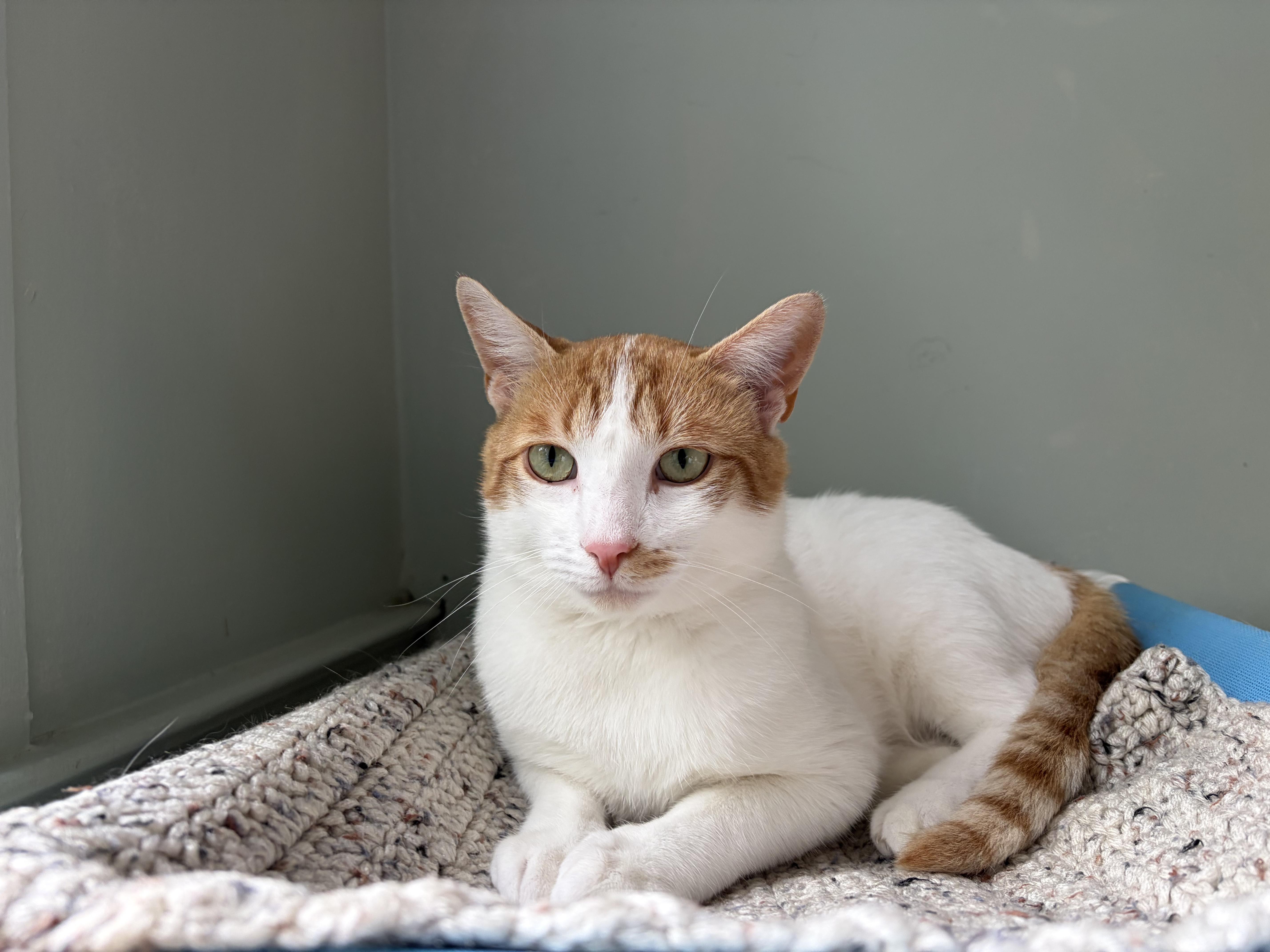 Sammi & Tiger (Bonded), ADOPTABLE, Young Male Domestic Short Hair.