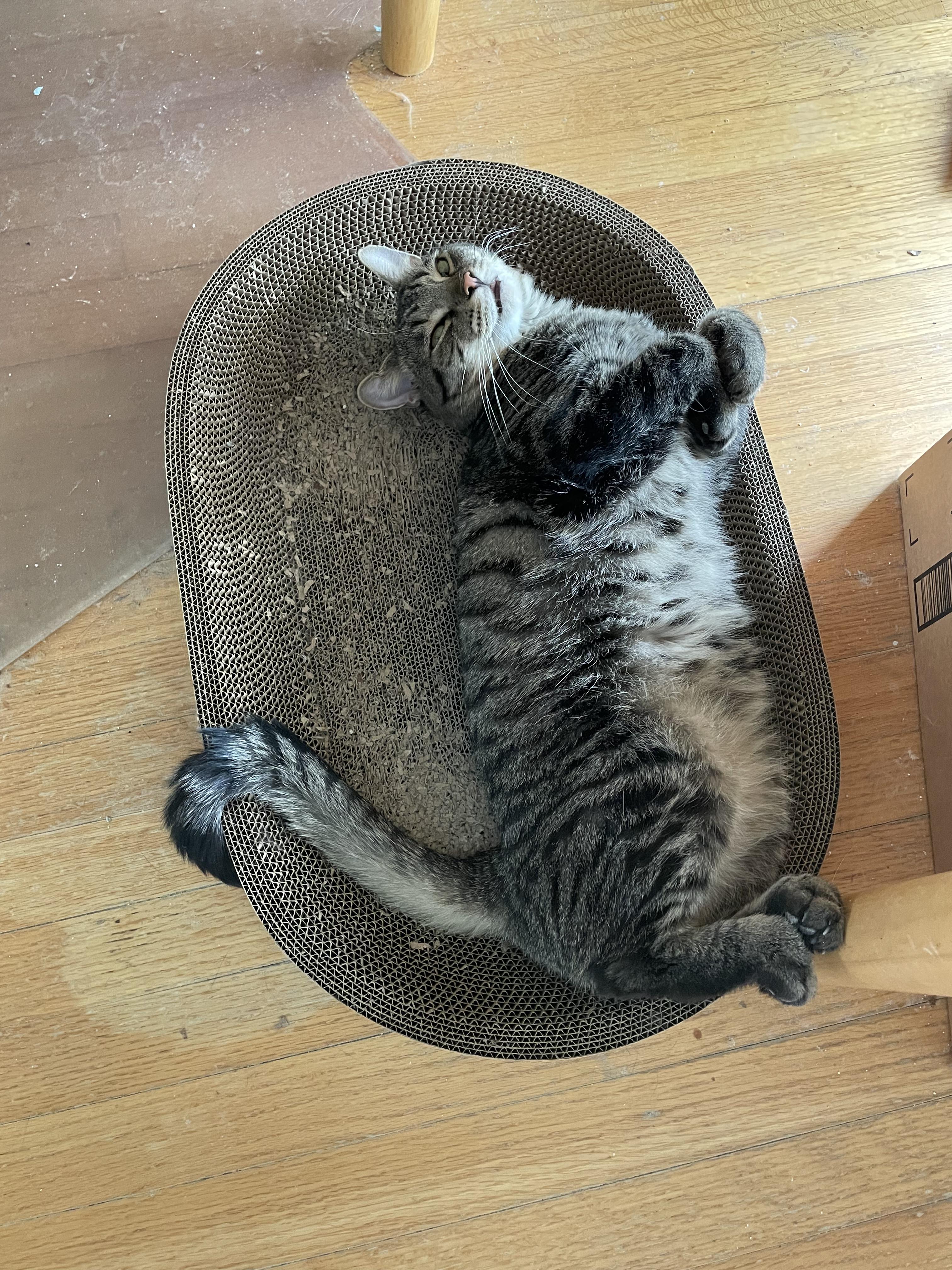 Sammi & Tiger (Bonded), a ADOPTABLE Domestic Short Hair in New Britain, CT image 5/6