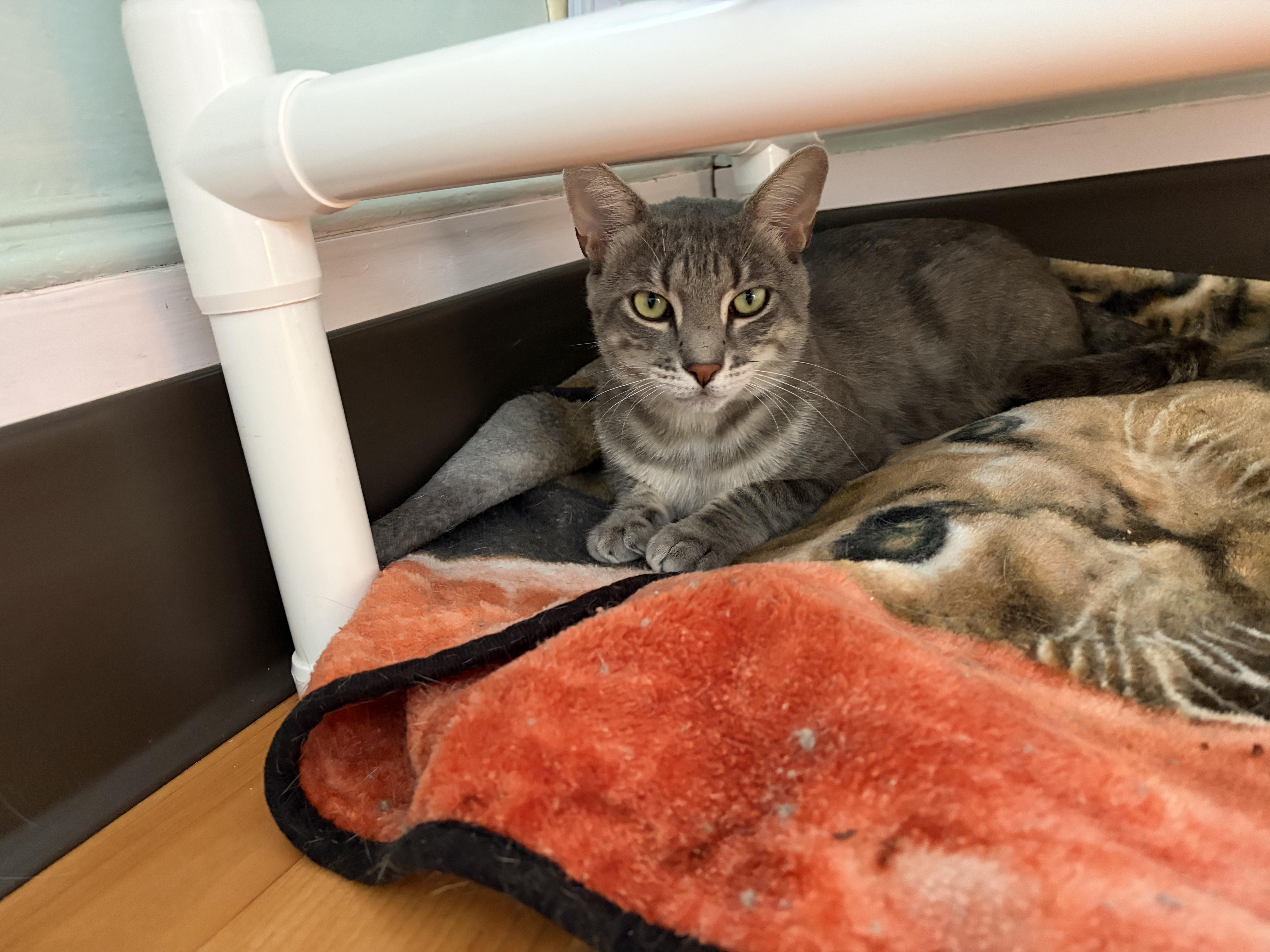 Sammi & Tiger (Bonded), a ADOPTABLE Domestic Short Hair in New Britain, CT image 4/6