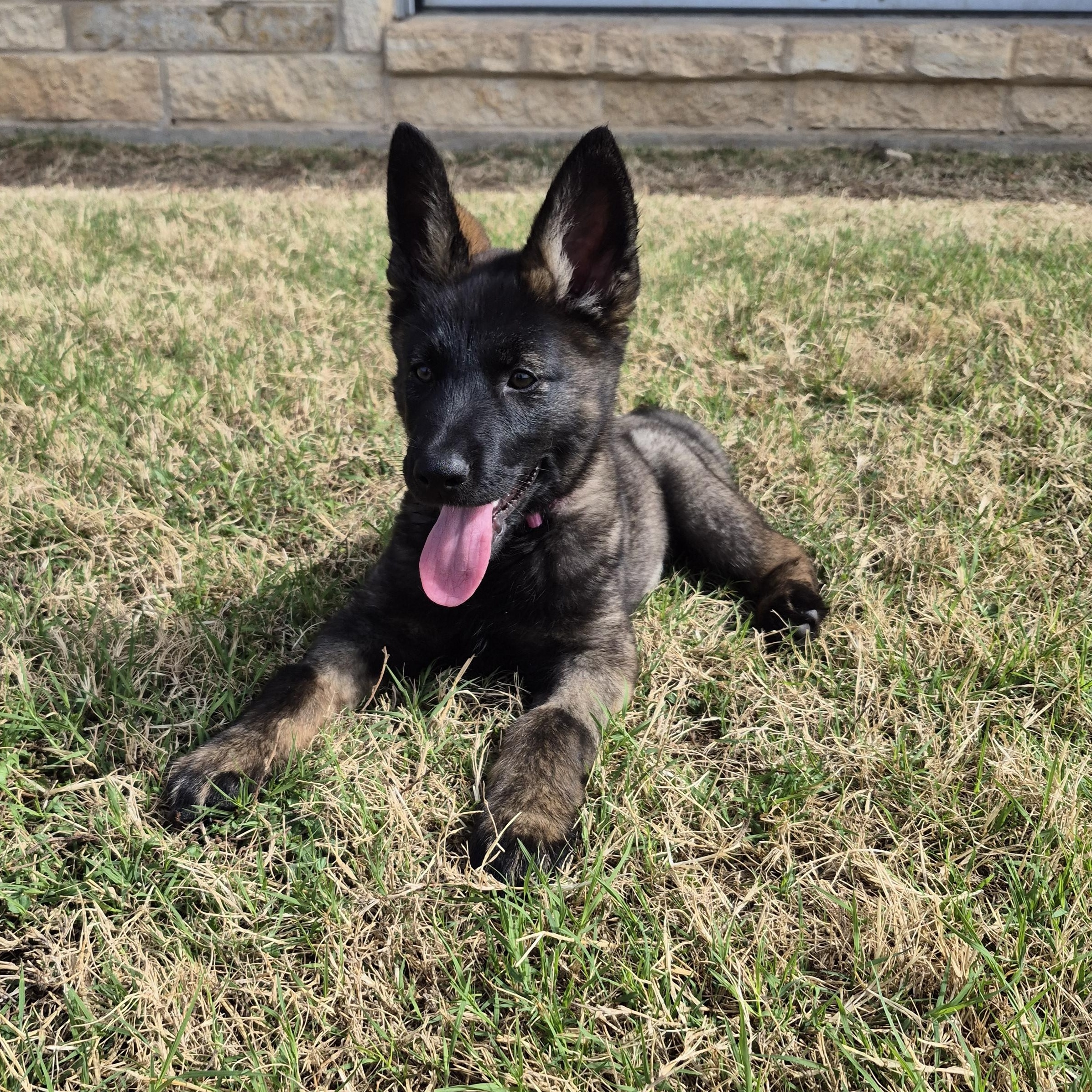 Enlarge Thistle, a ADOPTABLE German Shepherd Dog in Schertz, TX image 1/4