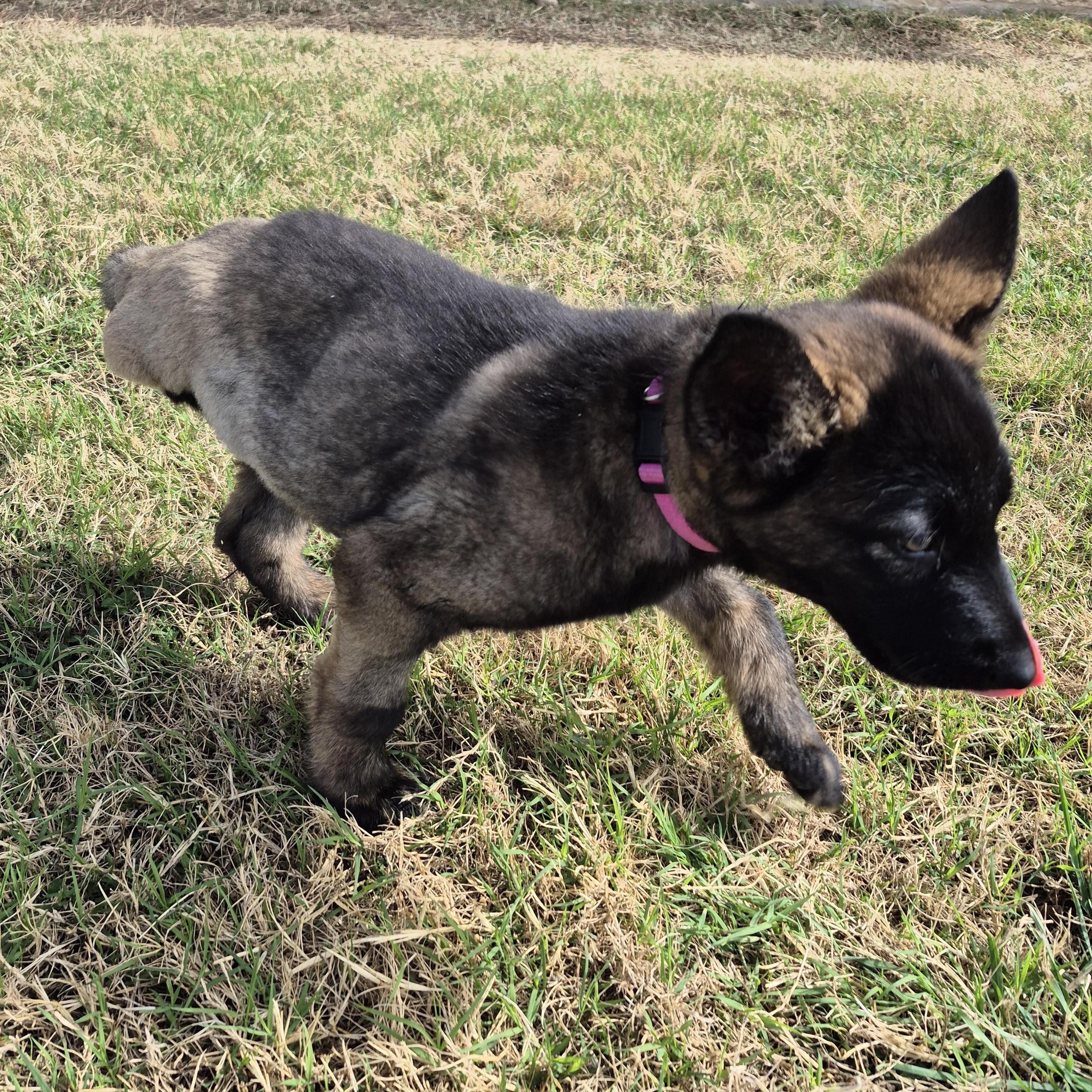 Enlarge Thistle, a ADOPTABLE German Shepherd Dog in Schertz, TX image 2/4
