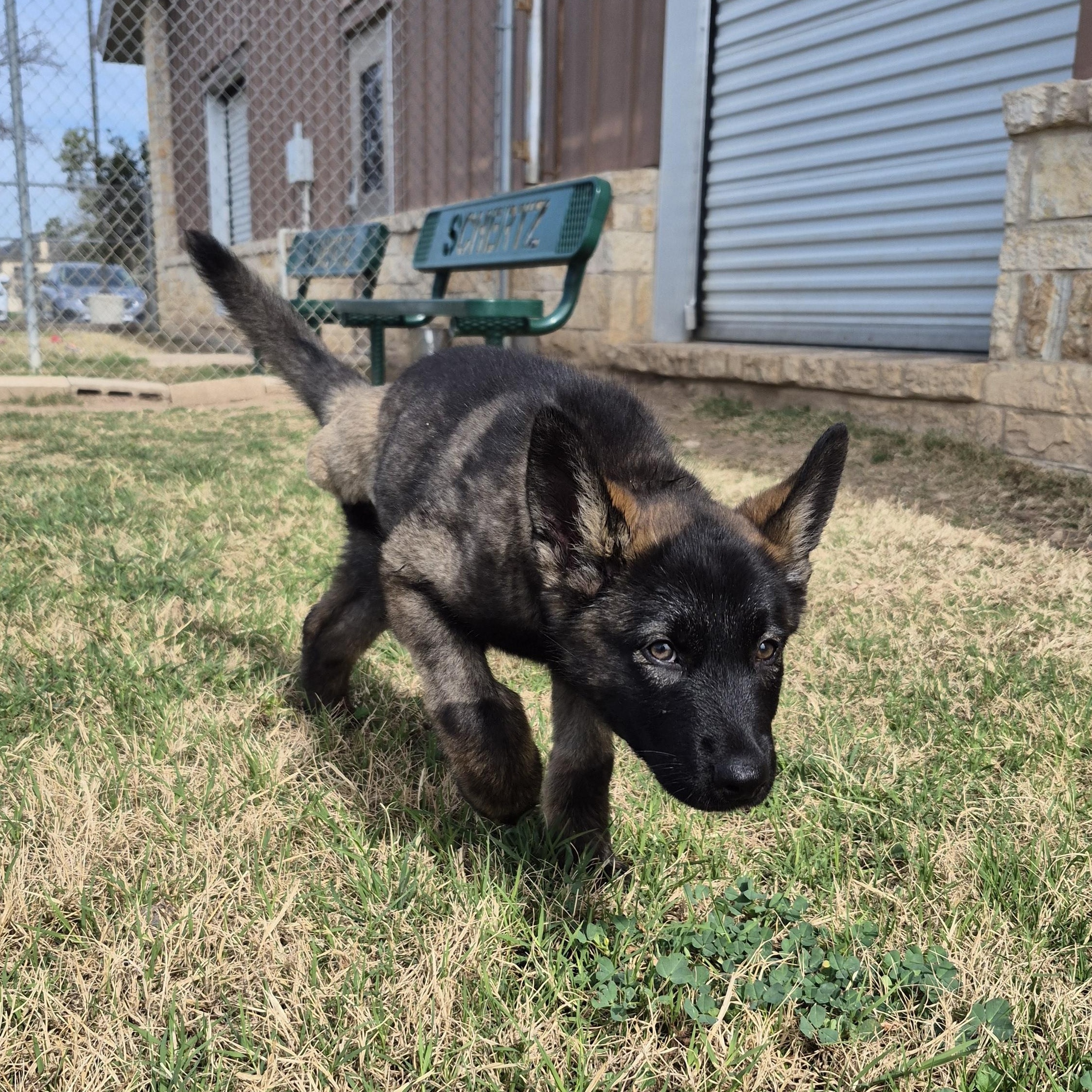 Enlarge Thistle, a ADOPTABLE German Shepherd Dog in Schertz, TX image 3/4