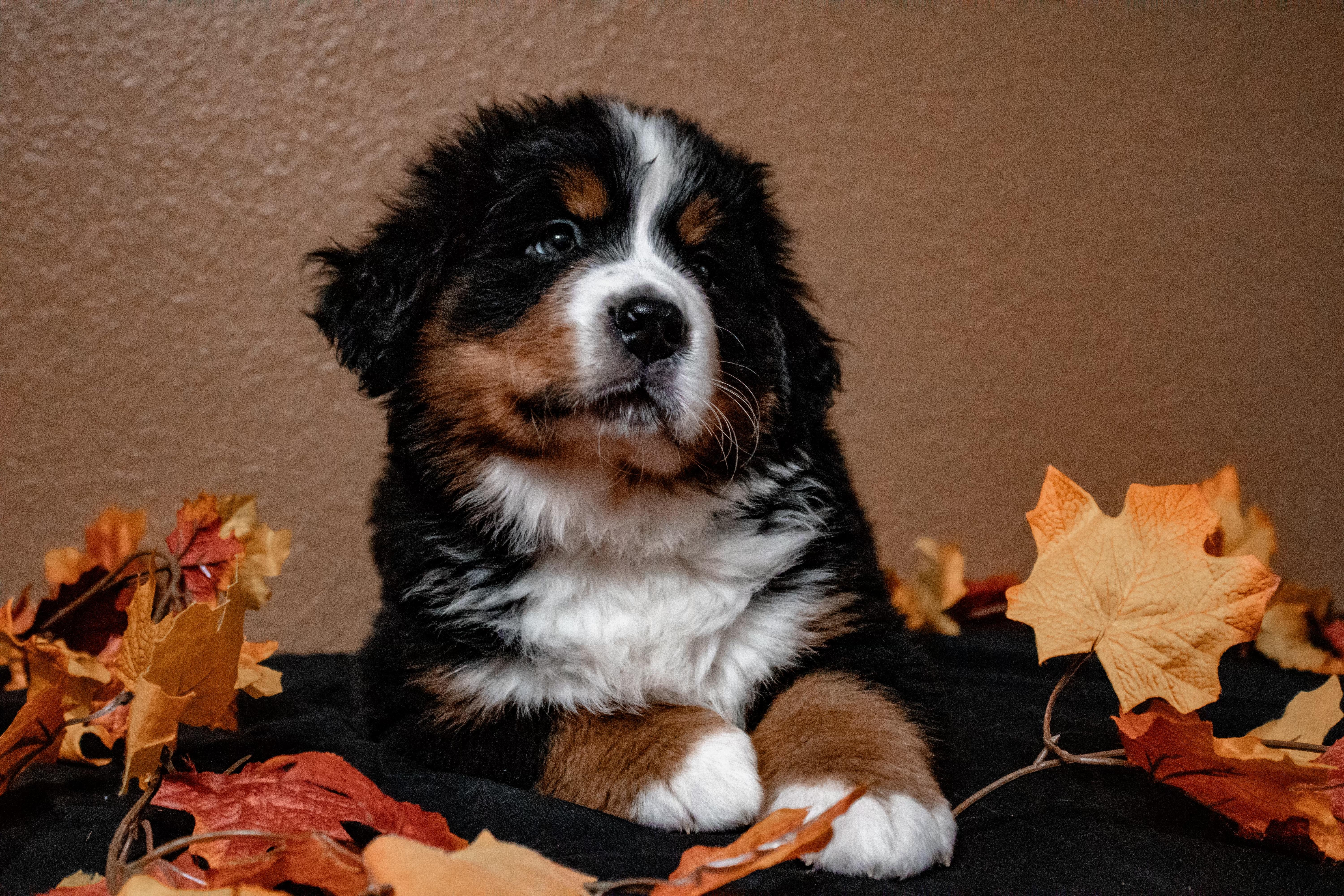 Jag, Adopted, Puppy Male Bernese Mountain Dog.