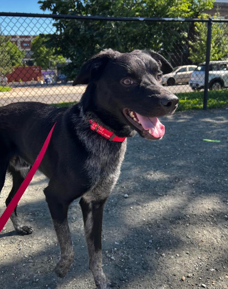 Calvin, Adoptable, Young Male Border Collie & Mixed Breed.