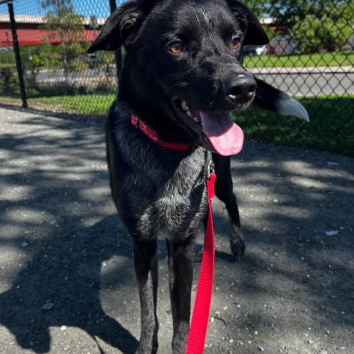 Calvin, a Adoptable mixed breed in Washington DC, DC image 2/4