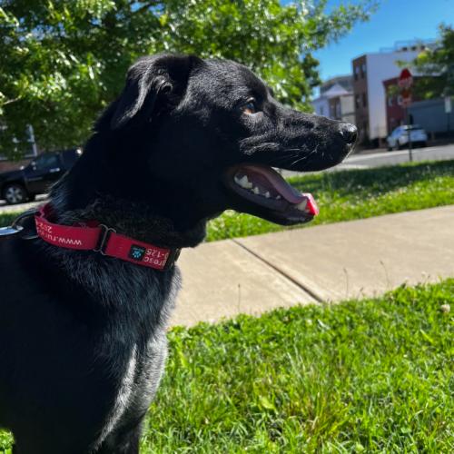 Calvin, a Adoptable mixed breed in Washington DC, DC image 3/4