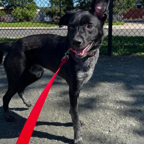 Calvin, a Adoptable mixed breed in Washington DC, DC image 4/4