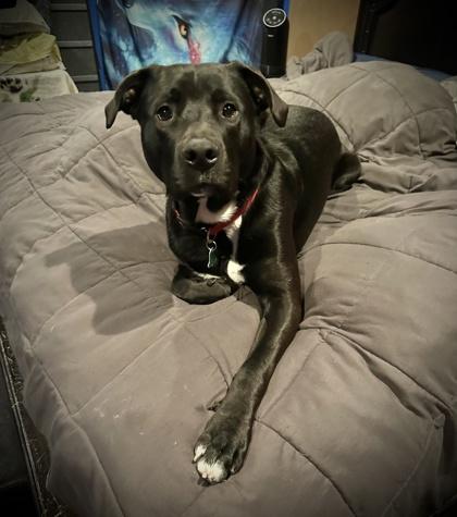 Ziggy, Adoptable, Adult Male Labrador Retriever & Pit Bull Terrier.