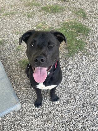 Enlarge Ziggy, a Adoptable mixed breed in McKinney, TX image 2/2