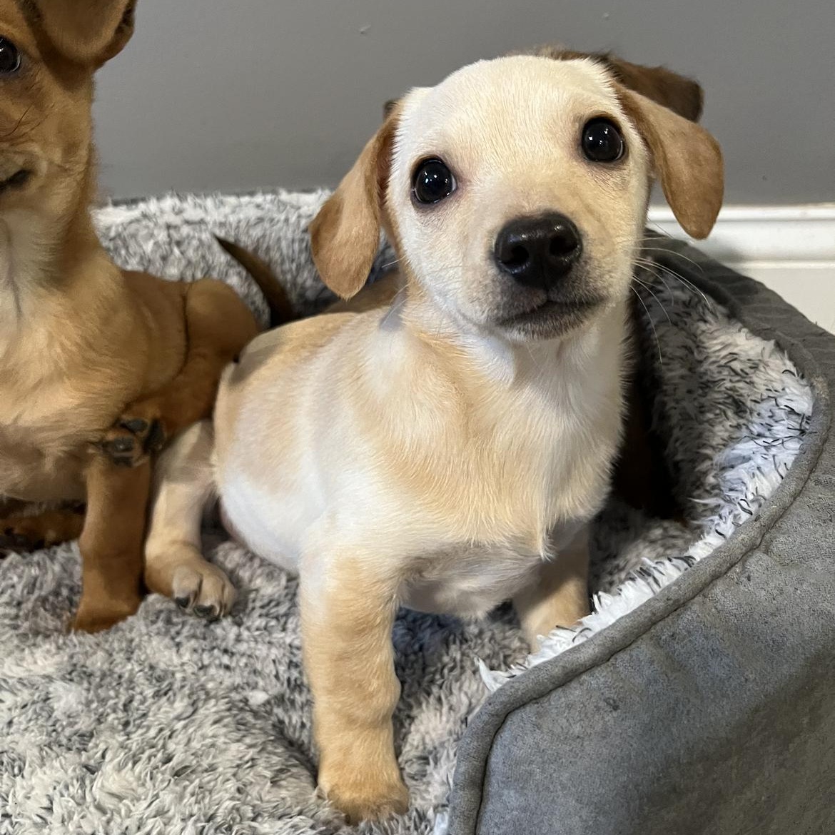 Fern , adopted, Puppy Male Dachshund & Chihuahua.