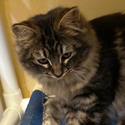 Enlarge Allison - Fluffy and Sweet, an adopted mixed breed in Hoquiam, WA image 2/5