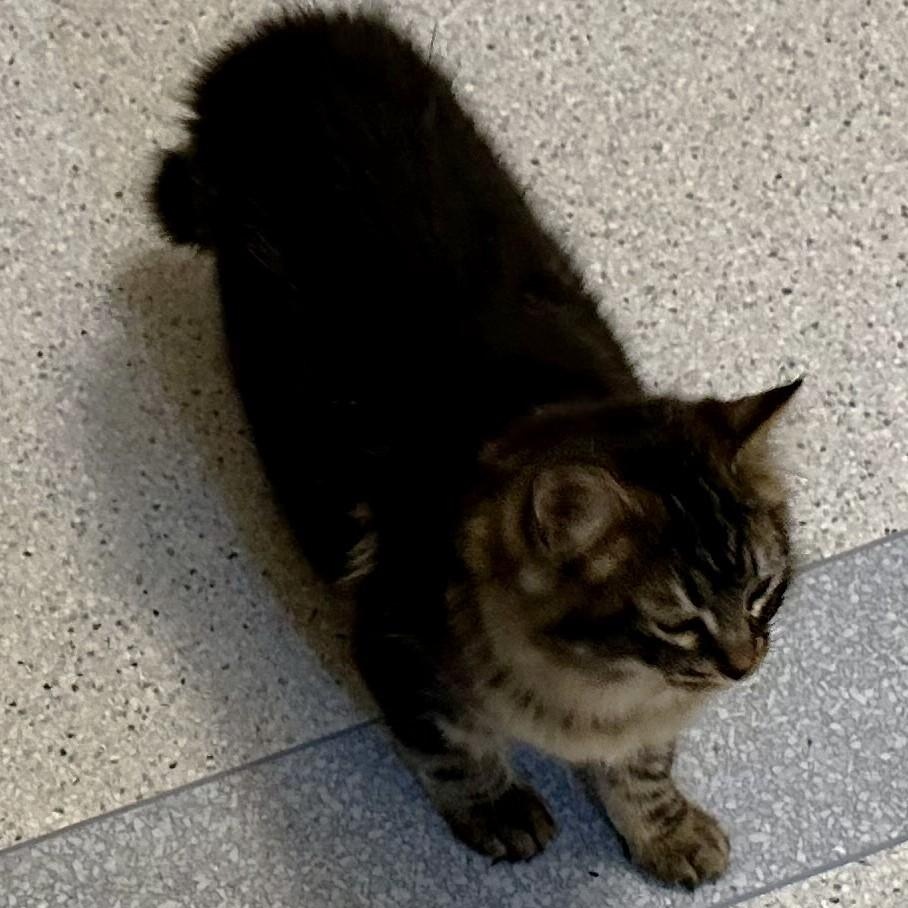 Enlarge Allison - Fluffy and Sweet, an adopted mixed breed in Hoquiam, WA image 4/5