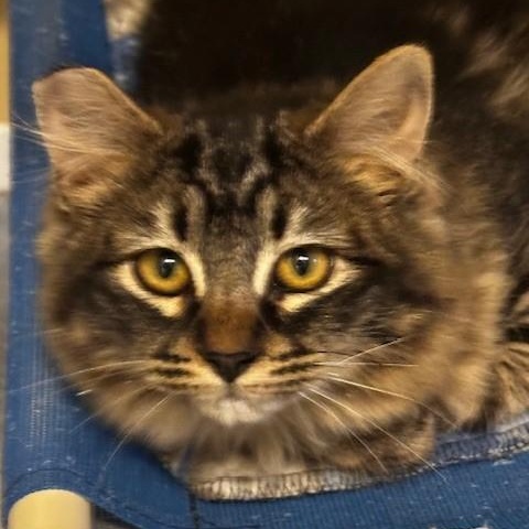 Enlarge Allison - Fluffy and Sweet, an adopted mixed breed in Hoquiam, WA image 3/5