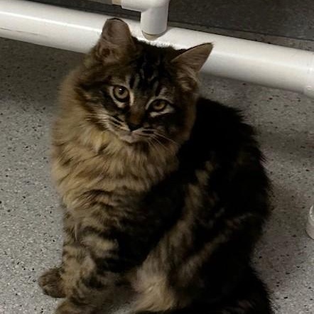 Enlarge Allison - Fluffy and Sweet, an adopted mixed breed in Hoquiam, WA image 1/5