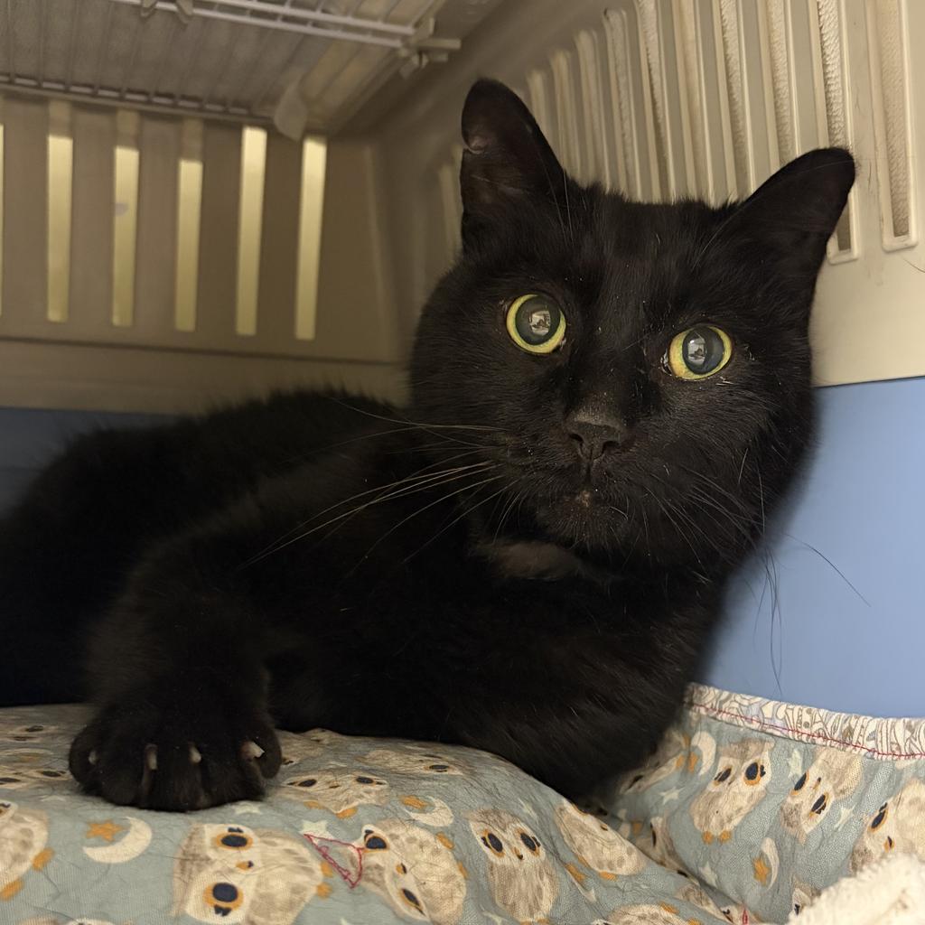 Ed, Adoptable, Senior Male Domestic Short Hair.