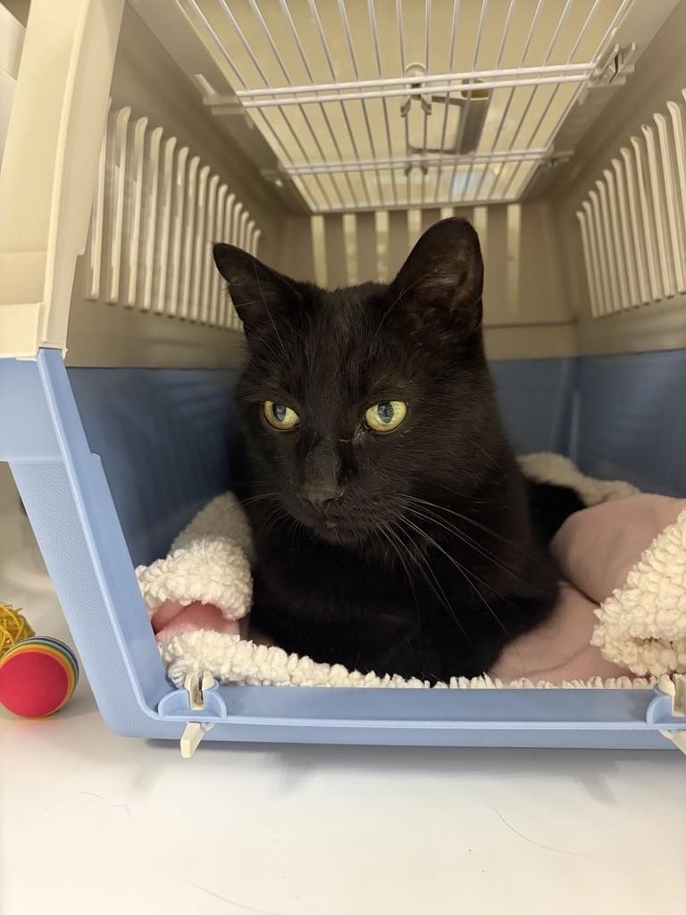 Enlarge Ed, a Adoptable mixed breed in Saint Paul, MN image 2/2
