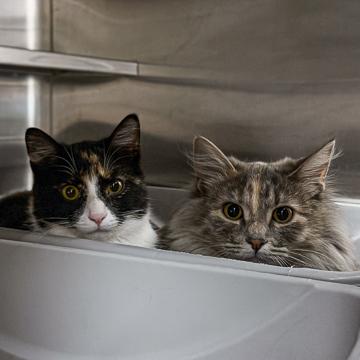 Cookie, Adoptable, Adult Female Domestic Short Hair & Domestic Short Hair.