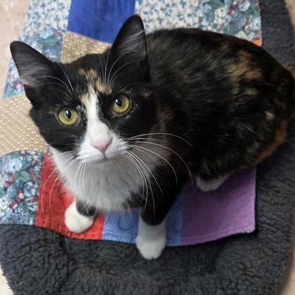Cookie, a Adoptable Domestic Short Hair in Madison, WI image 2/3