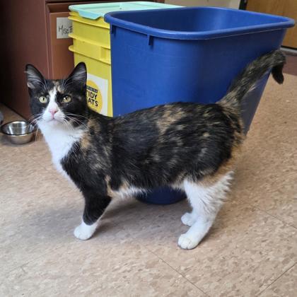 Cookie, a Adoptable Domestic Short Hair in Madison, WI image 3/3