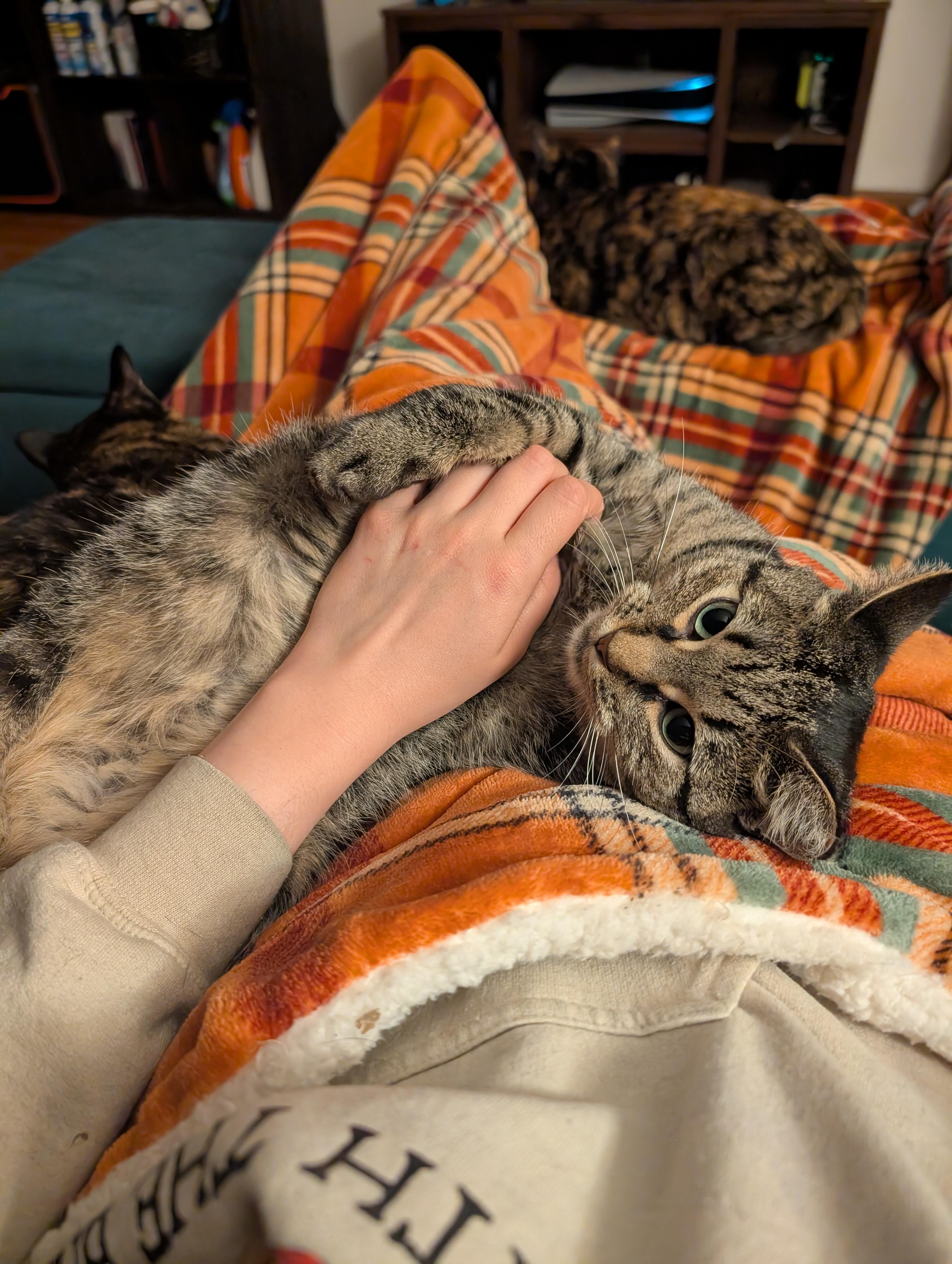 Enlarge Poppy, a Adoptable Domestic Short Hair in Ramsey , MN image 1/5