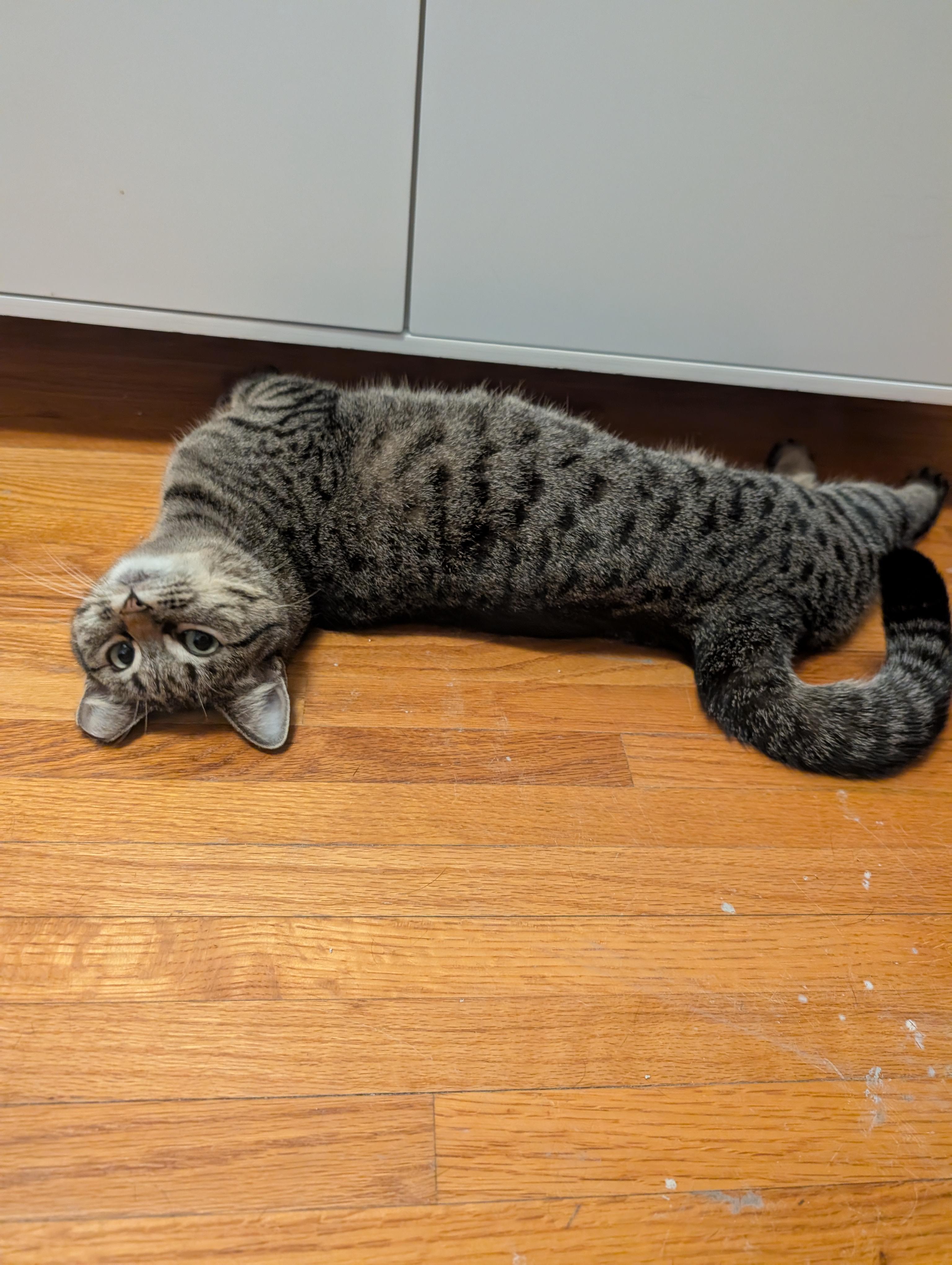 Enlarge Poppy, a Adoptable Domestic Short Hair in Ramsey , MN image 4/5