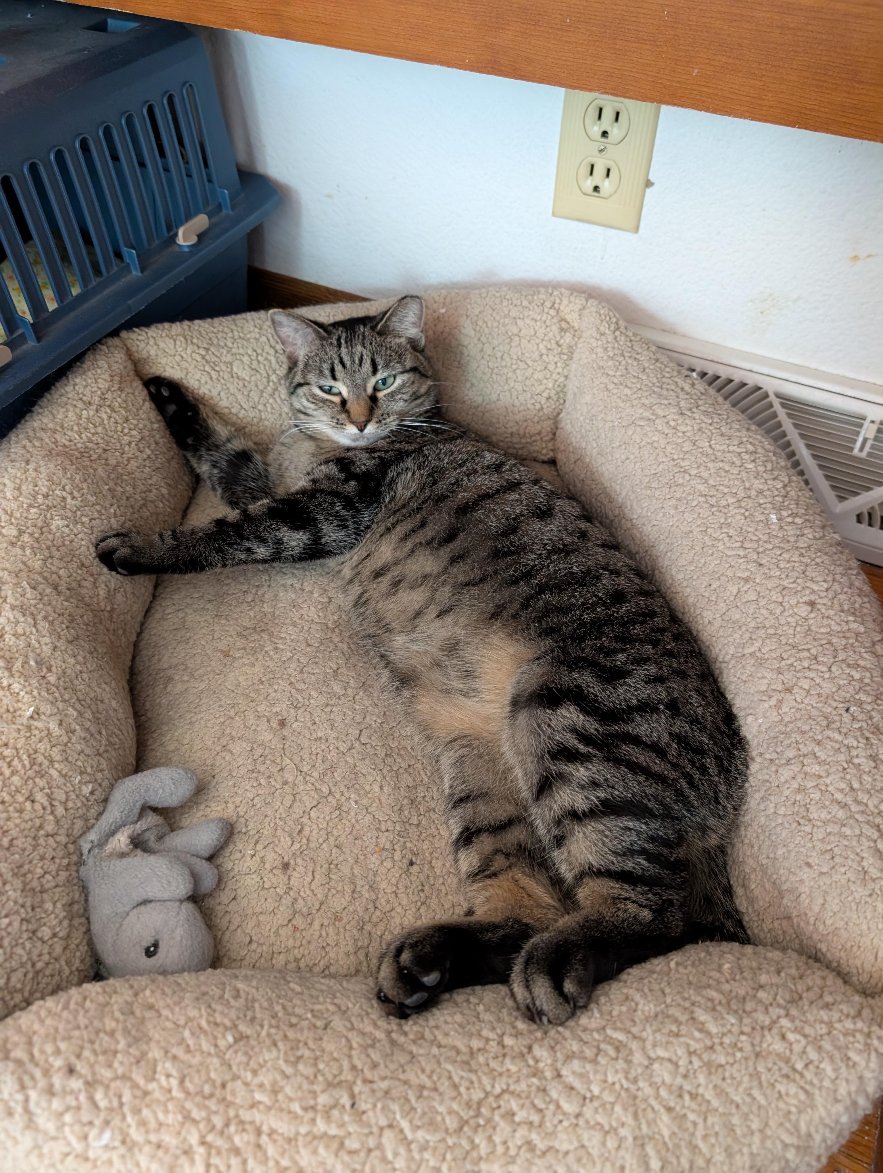 Enlarge Poppy, a Adoptable Domestic Short Hair in Ramsey , MN image 3/5