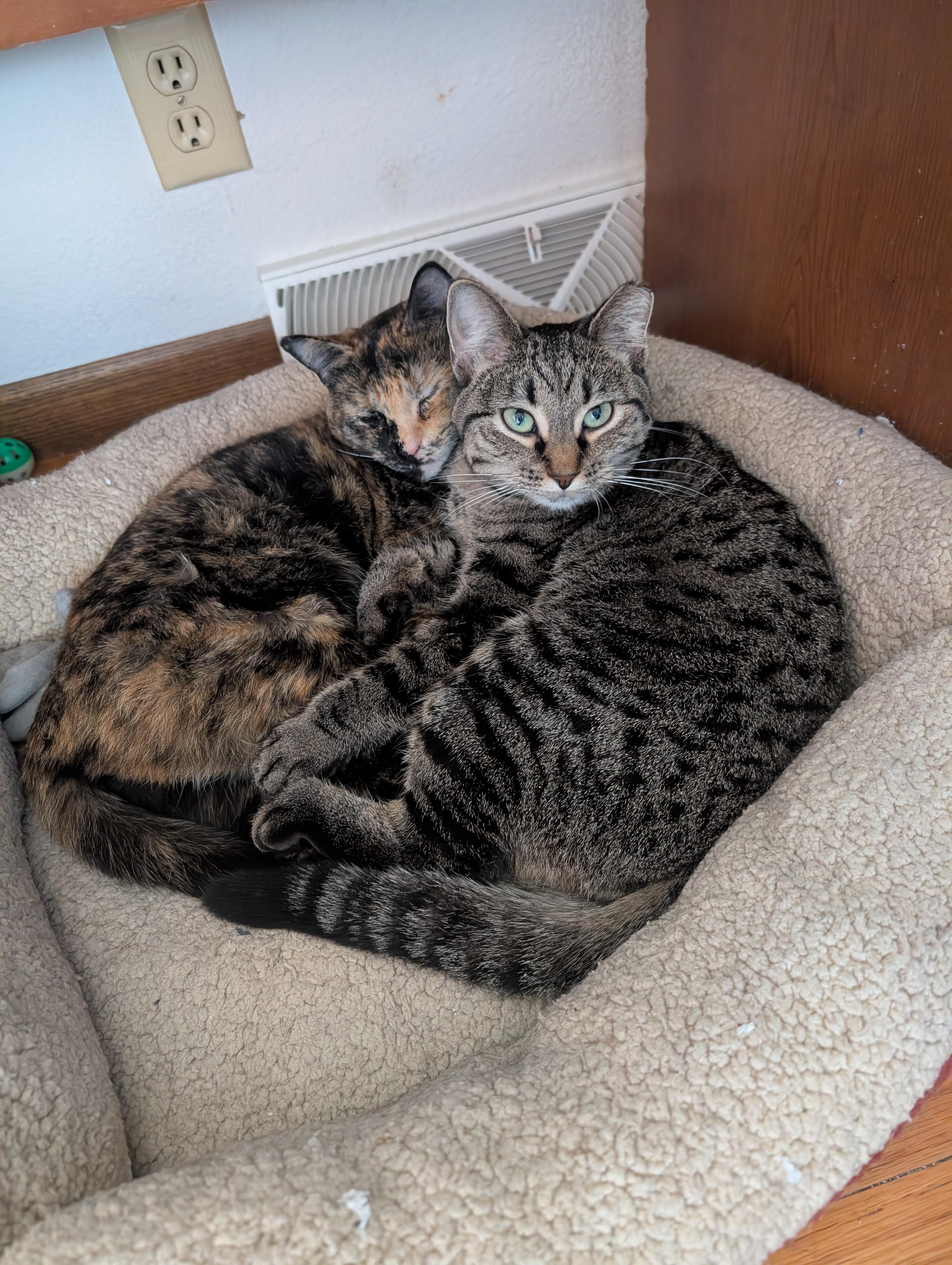 Enlarge Poppy, a Adoptable Domestic Short Hair in Ramsey , MN image 5/5