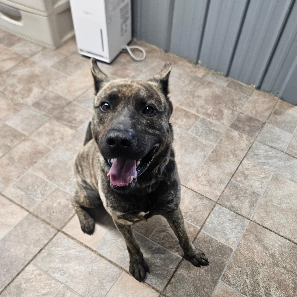 Simon, Adoptable, Adult Male Dutch Shepherd.