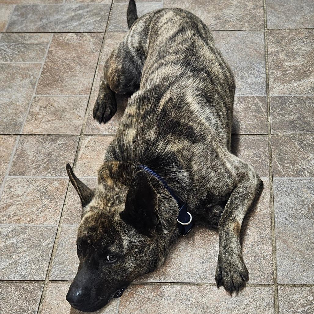 Simon, a Adoptable Dutch Shepherd in Homer, NY image 2/6