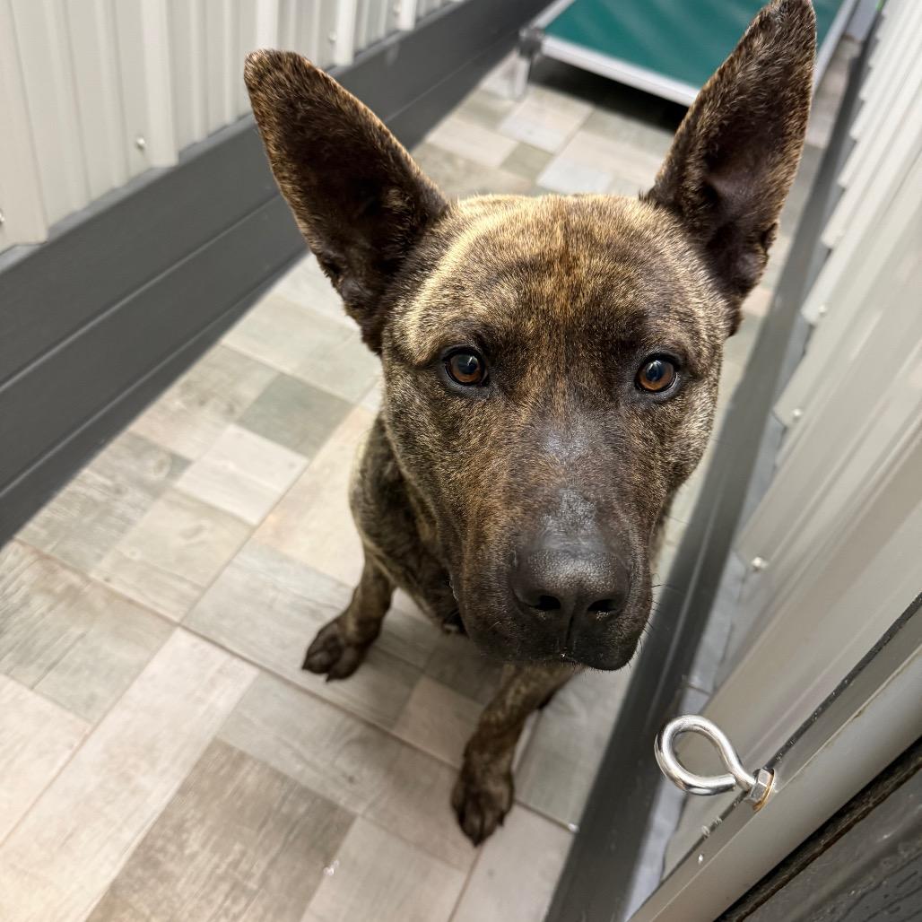 Simon, a Adoptable Dutch Shepherd in Homer, NY image 3/6