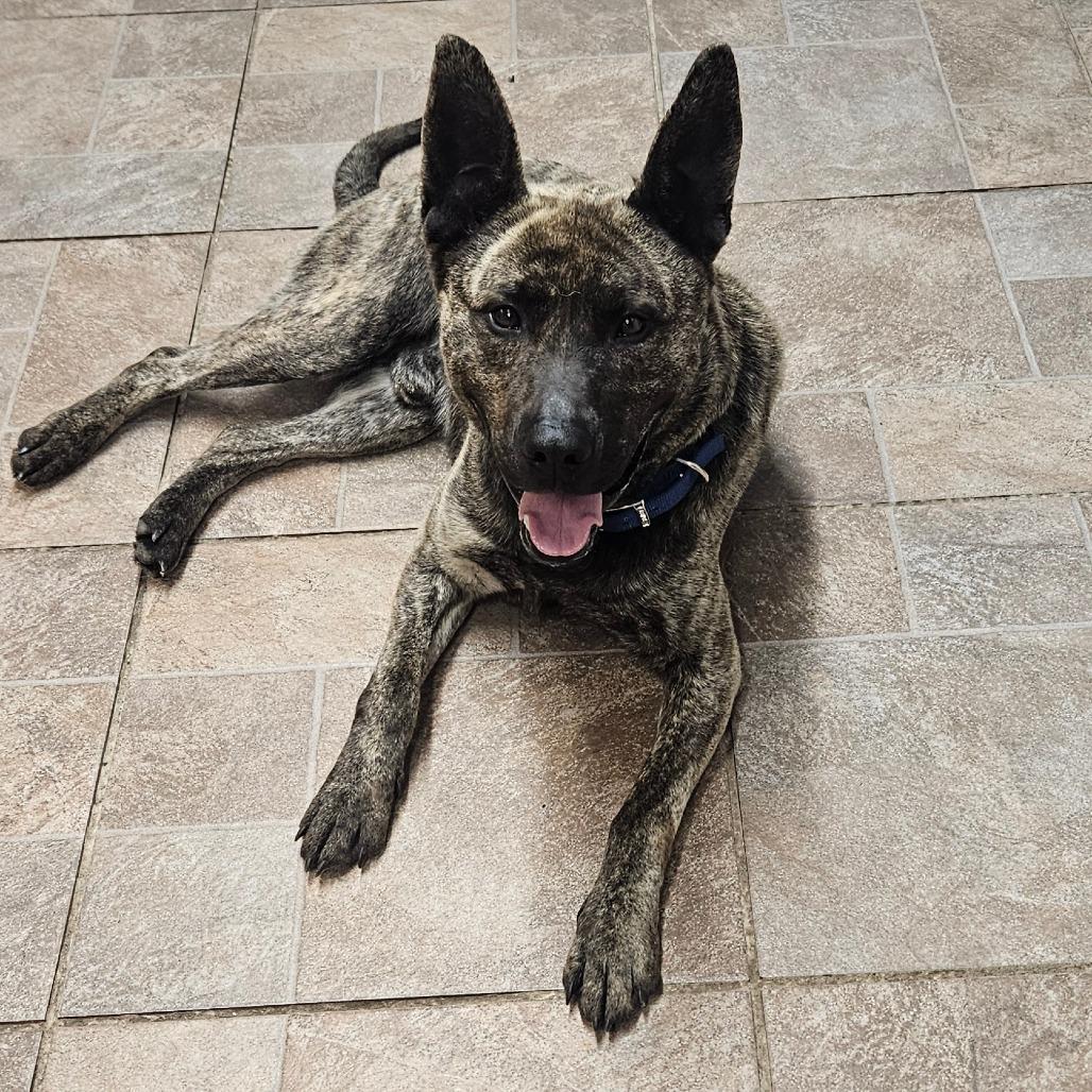 Simon, a Adoptable Dutch Shepherd in Homer, NY image 4/6