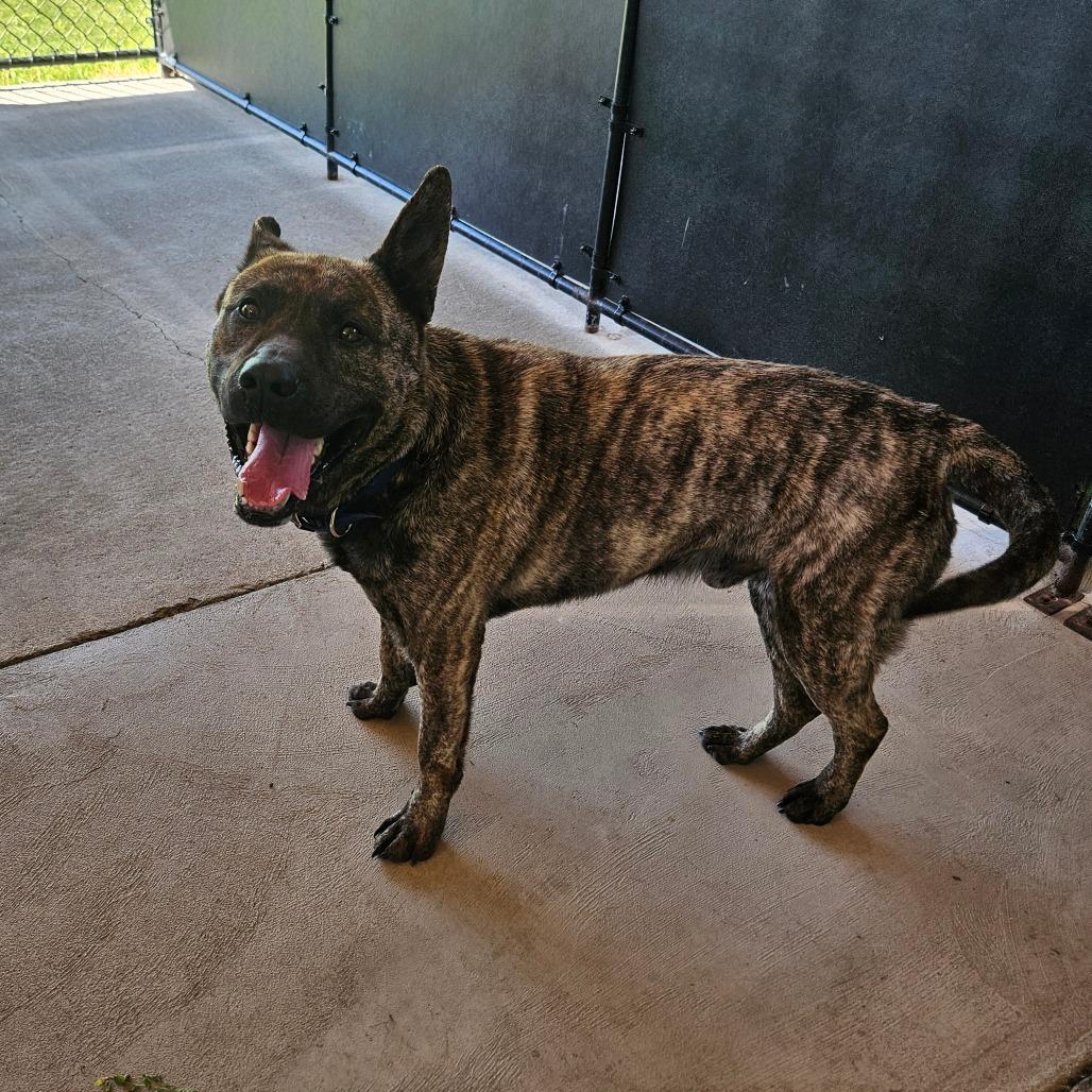 Simon, a Adoptable Dutch Shepherd in Homer, NY image 5/6