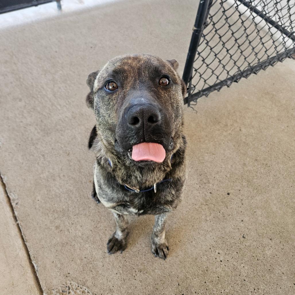 Simon, a Adoptable Dutch Shepherd in Homer, NY image 6/6