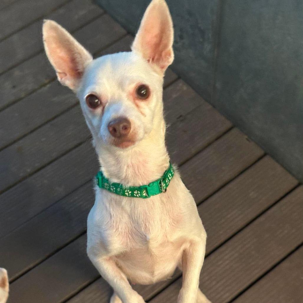Cooper, Adoptable, Adult Male Chihuahua.