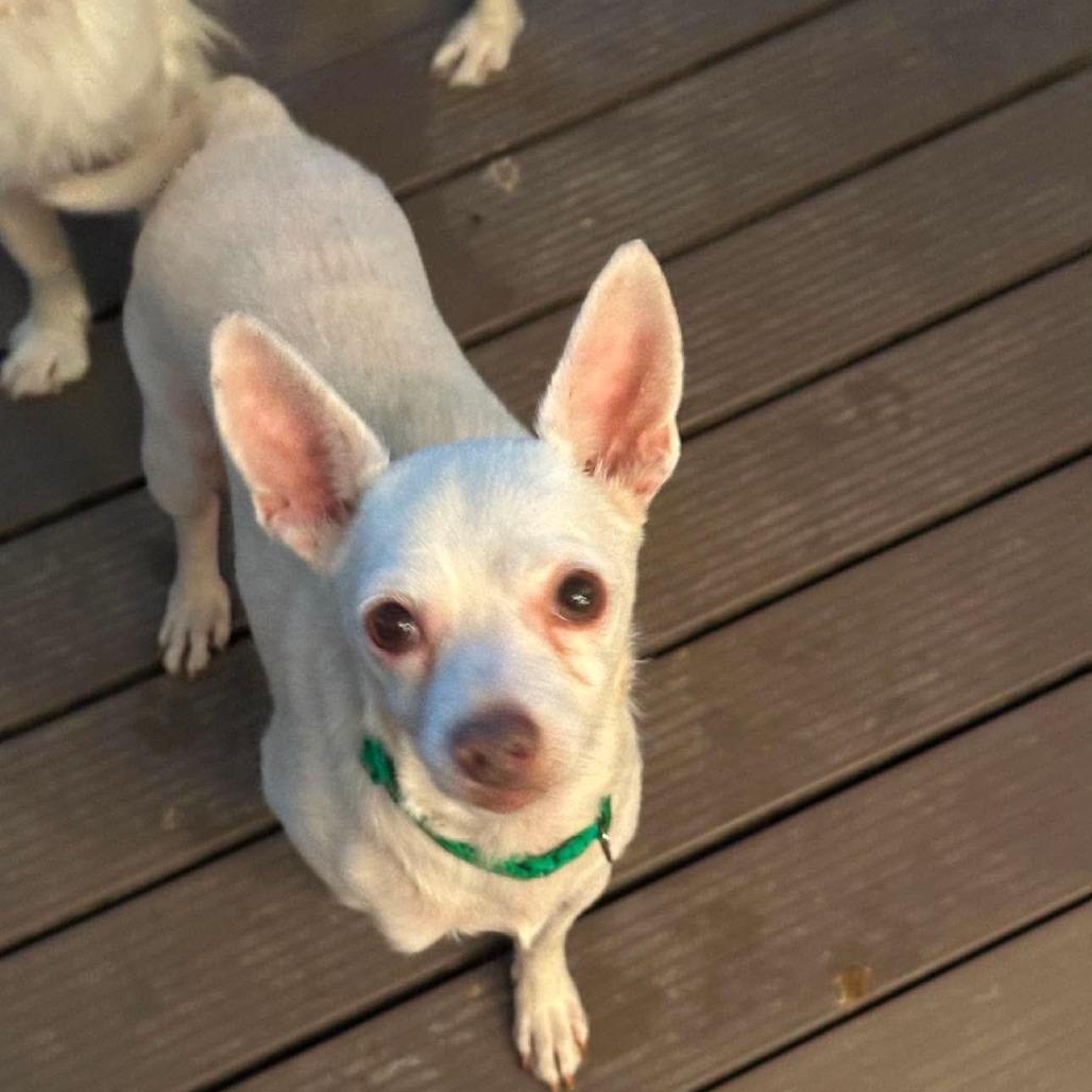 Enlarge Cooper, a Adoptable Chihuahua in Loves Park, IL image 2/2