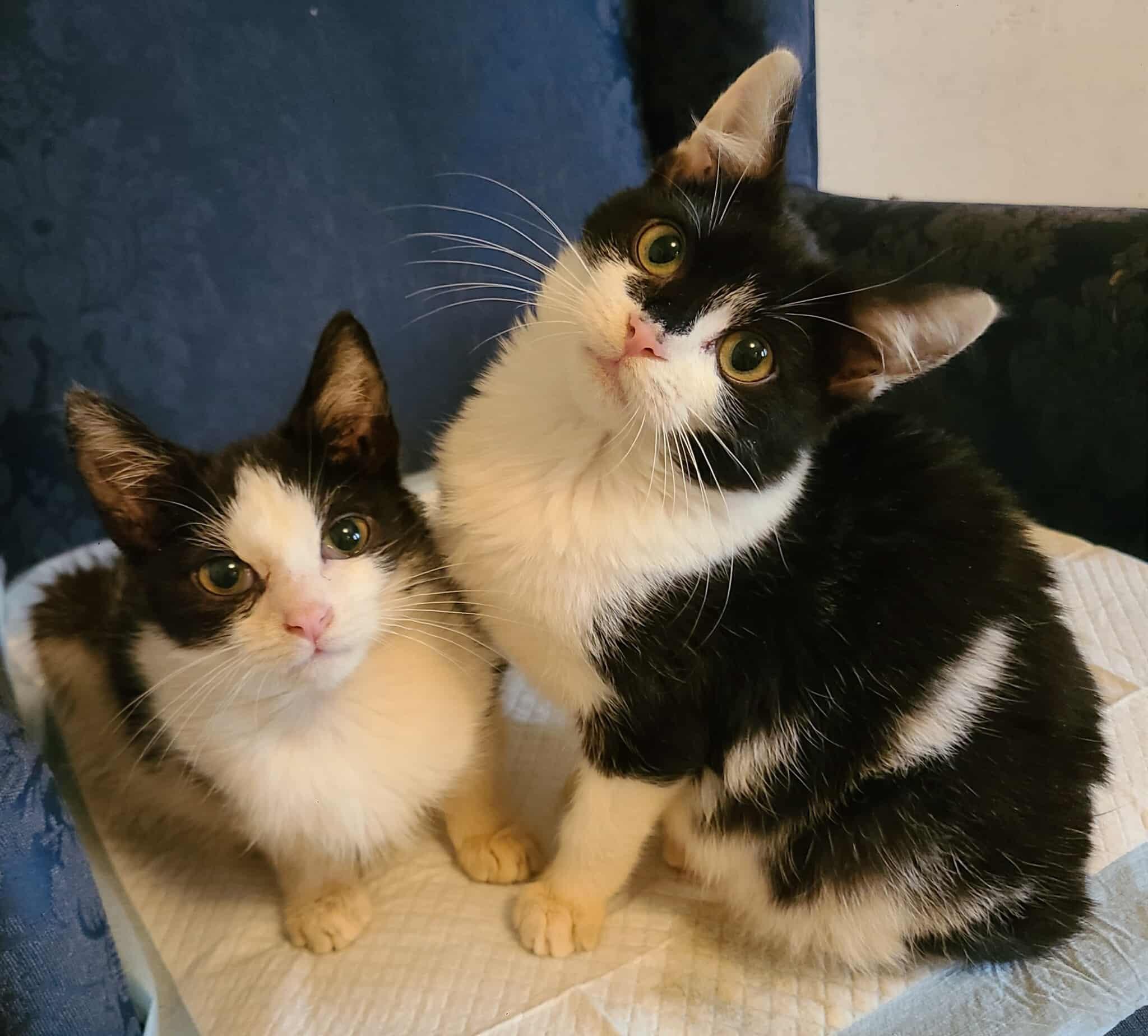 Arlo and Holly photo 2