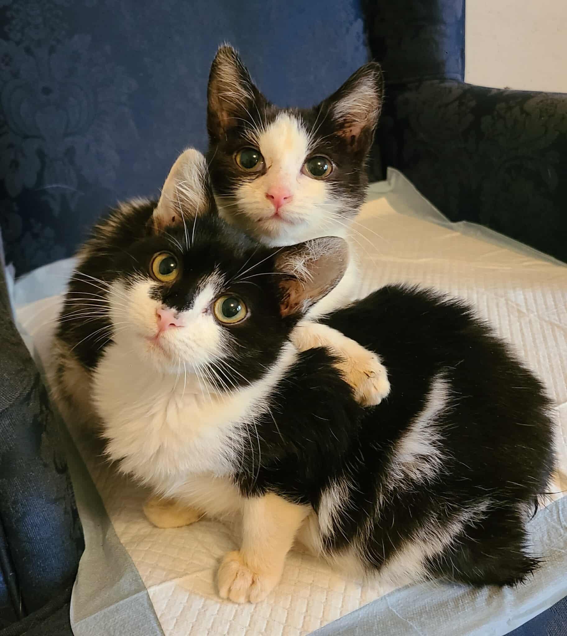 Arlo and Holly, Young Female Manx